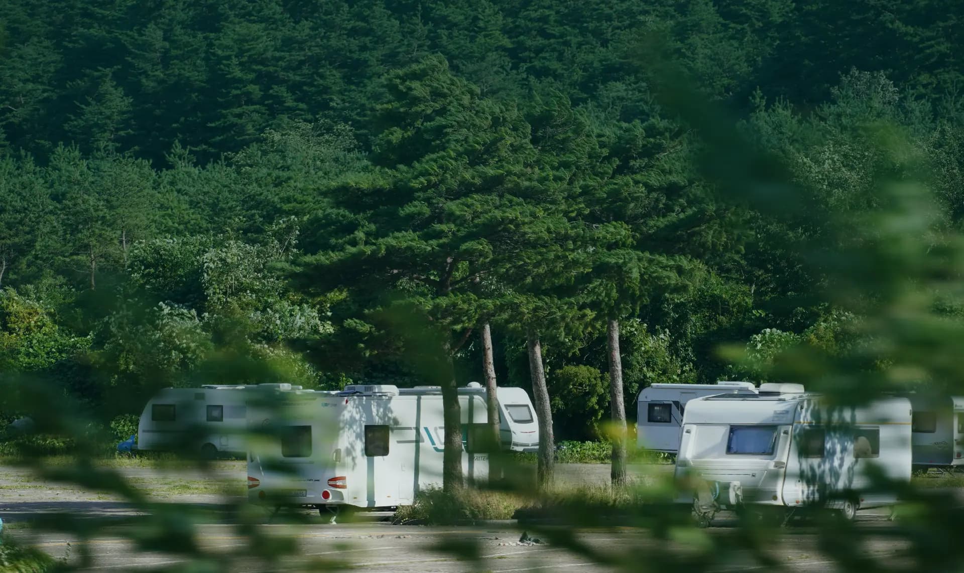 Caravans parked among trees at a campsite